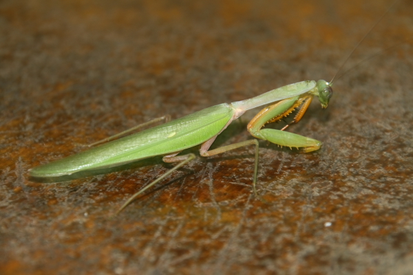 praying mantis @ similajau np.JPG